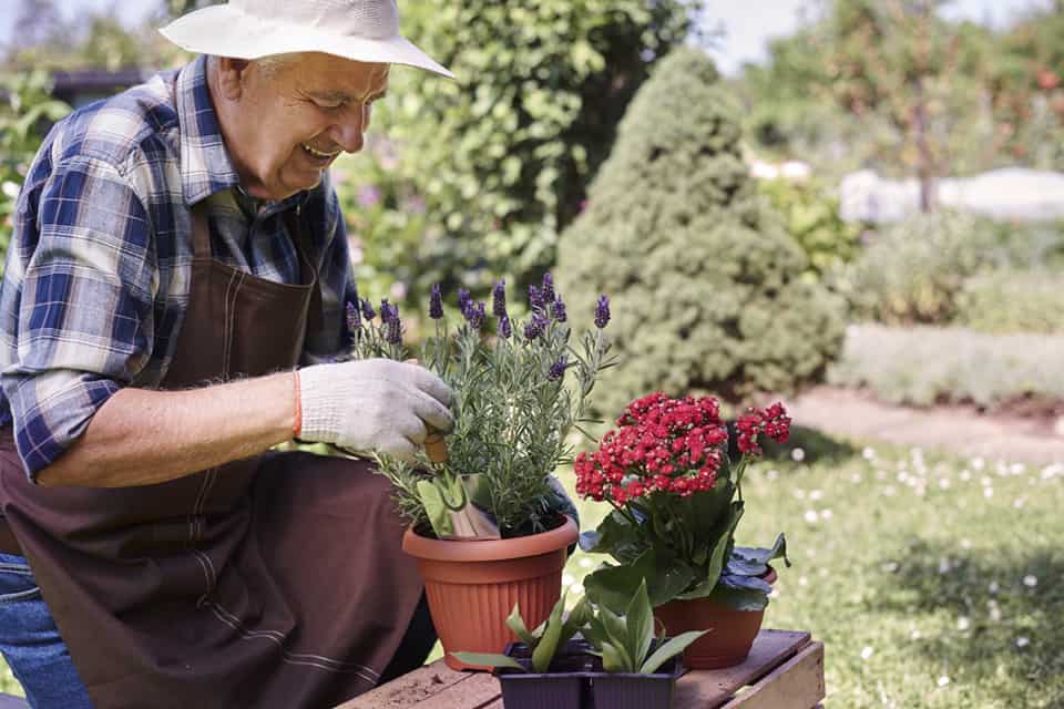 Senior man replanting flowers and herbs